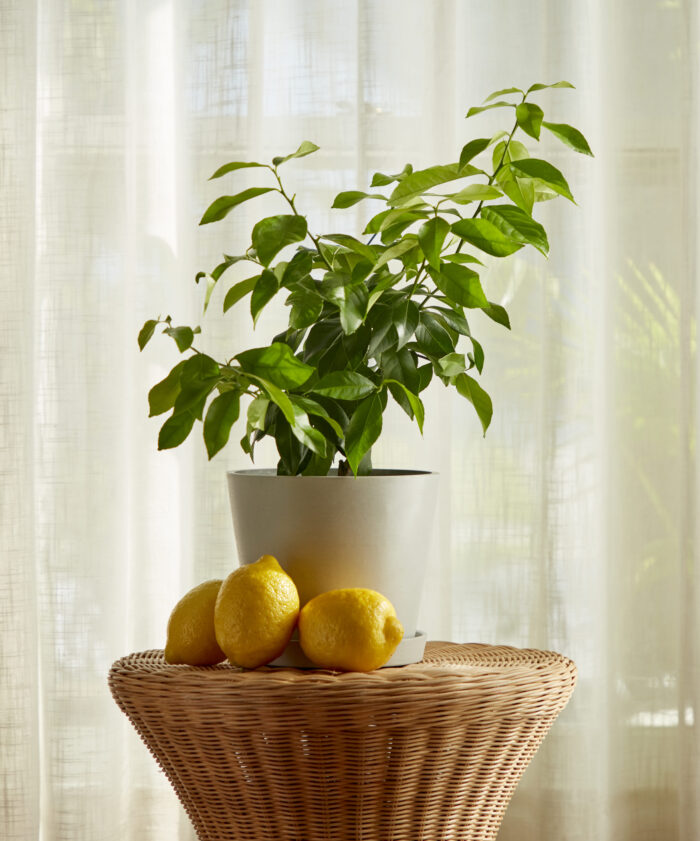 Eureka Lemon Tree