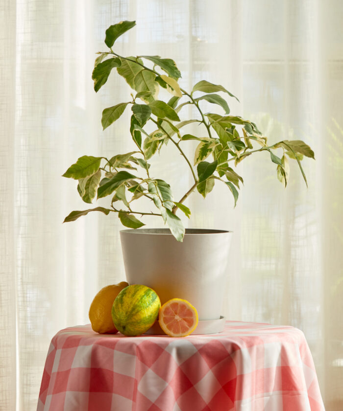 Pink Lemon Tree