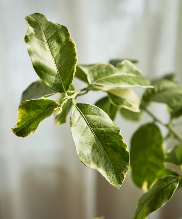 Pink Lemon Tree