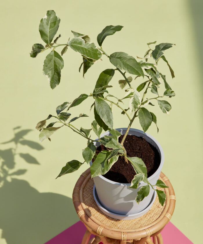 Pink Lemon Tree