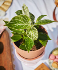 Philodendron Birkin