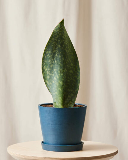 Sansevieria