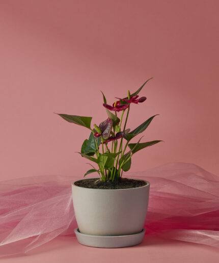 Red Anthurium