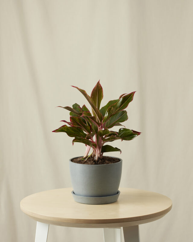 Aglaonema Siam