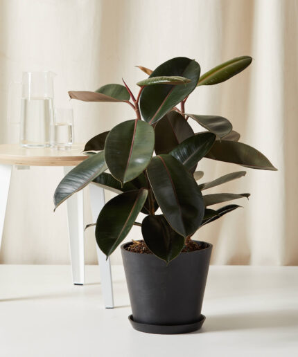 Burgundy Rubber Tree