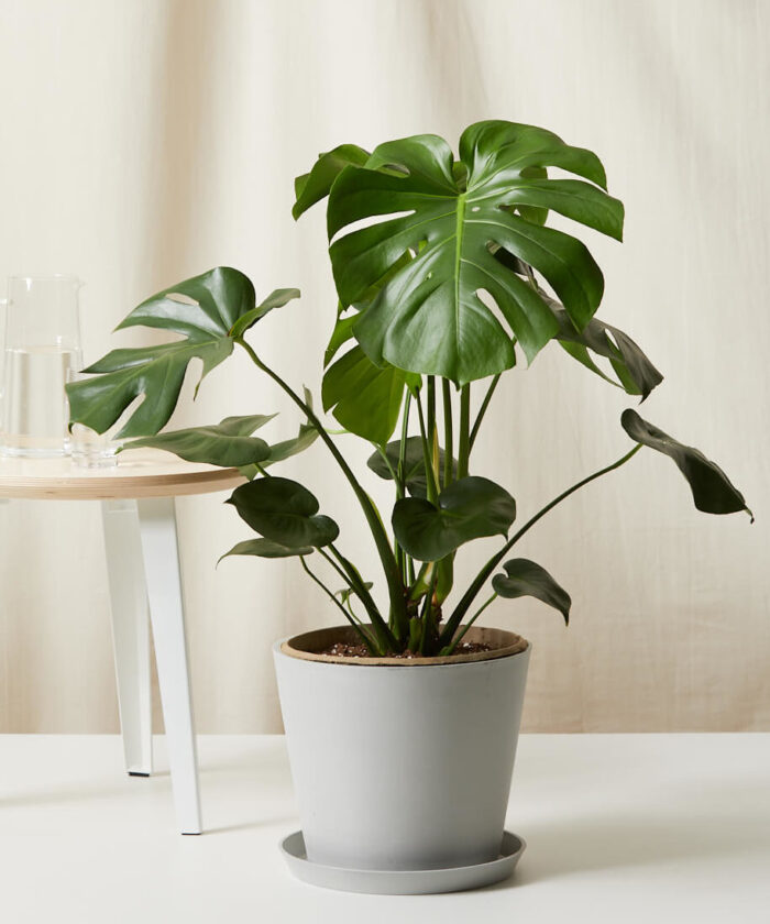 Monstera