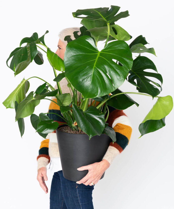 Monstera