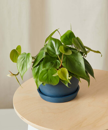 Philodendron Heartleaf