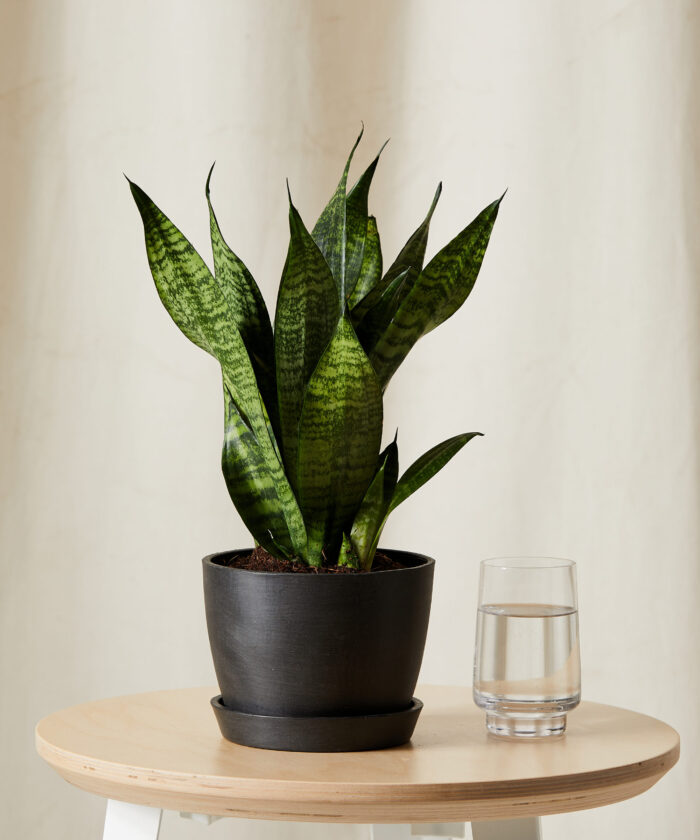 Sansevieria Zeylanica