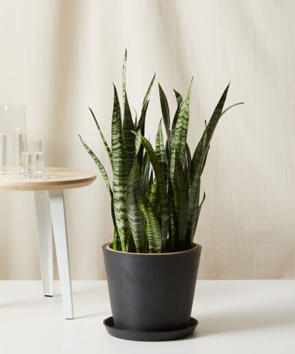 Sansevieria