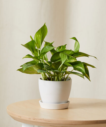 Golden Pothos