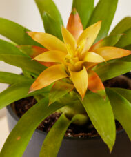 Bromeliad Guzmania