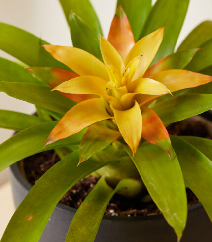 Bromeliad Guzmania