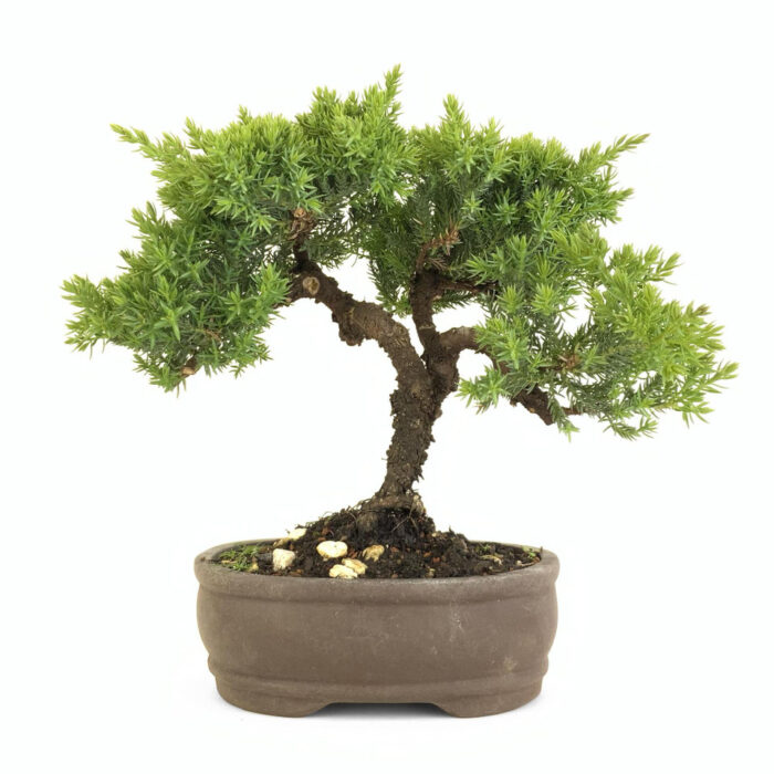 Juniper Bonsai