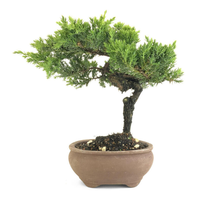 Juniper Bonsai