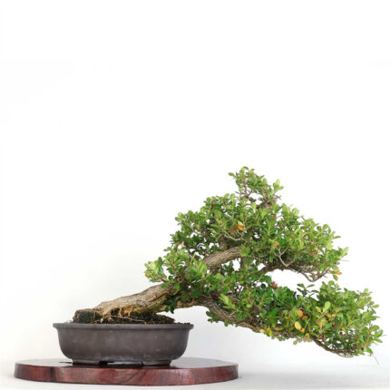 Japanese Boxwood