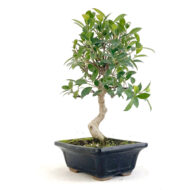 ficus bonsai