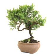 Juniper Bonsai